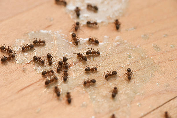 Best Flea Control Services  in Jensen Beach, FL