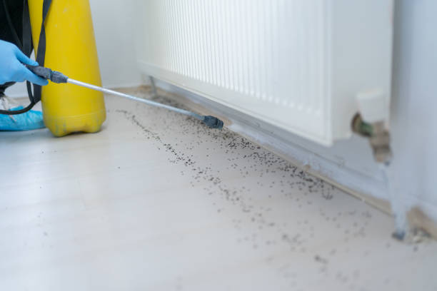 Best Affordable Pest Control Services  in Jensen Beach, FL