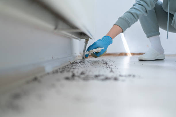 Best Flea Control Services  in Jensen Beach, FL